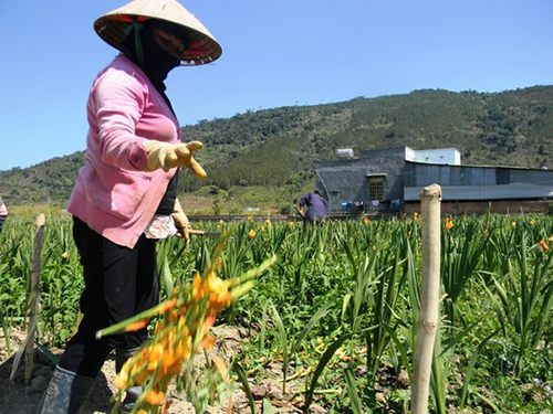 Nông dân cắn răng nhổ hoa lay-ơn cho bò ăn.