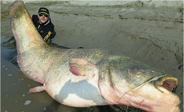 ‘Thủy quái’ da trơn khổng lồ nặng 127kg bị tóm gọn