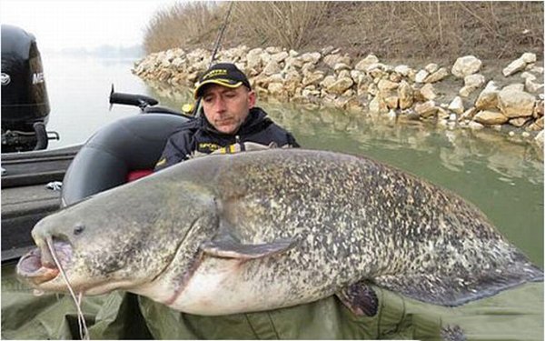 ‘Thủy quái’ da trơn khổng lồ nặng 127kg bị tóm gọn