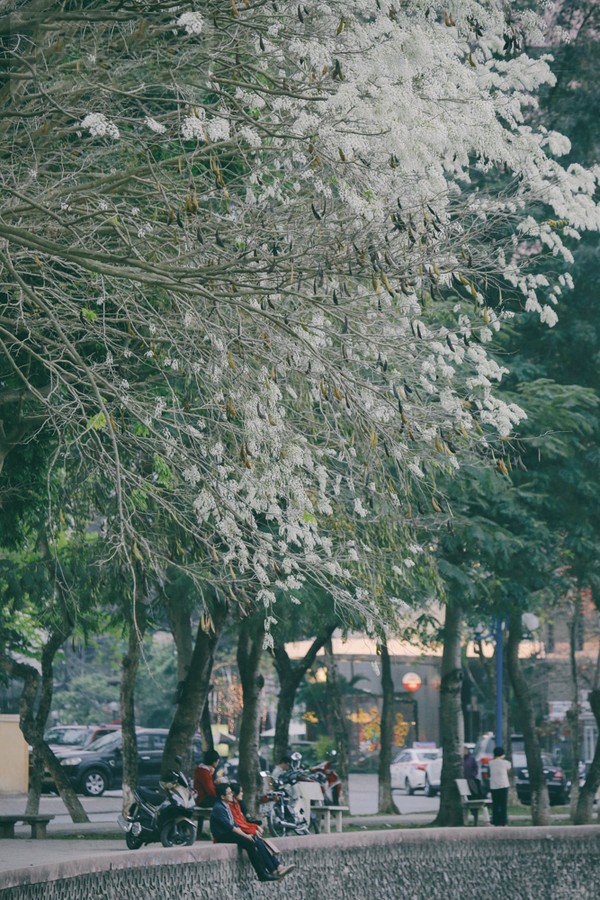 Đẹp ngỡ ngàng mùa hoa sưa "phủ tuyết" trên phố Hà Nội