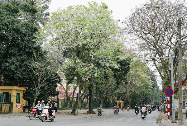 Đẹp ngỡ ngàng mùa hoa sưa "phủ tuyết" trên phố Hà Nội