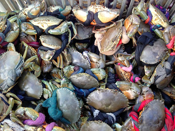 Đặc sản cua miền Tây tăng giá mạnh