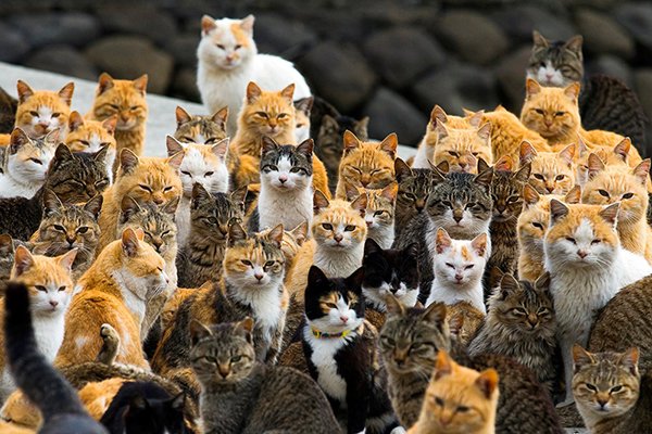 Khám phá "hòn đảo mèo" thú vị, đặc biệt tại Nhật Bản