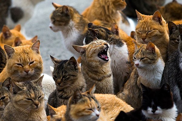 Khám phá "hòn đảo mèo" thú vị, đặc biệt tại Nhật Bản