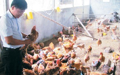 Kỹ sư trẻ bỏ lương chục triệu về quê nuôi gà