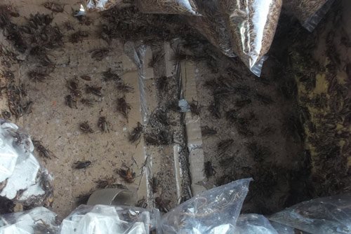 Lạ lùng chợ côn trùng chỉ rộng... 30m2