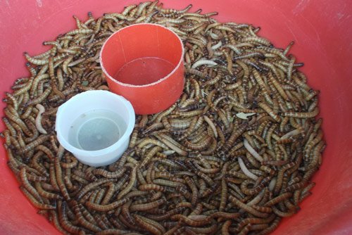 Lạ lùng chợ côn trùng chỉ rộng... 30m2