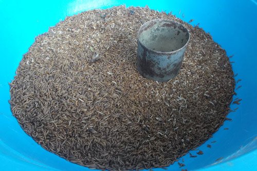 Lạ lùng chợ côn trùng chỉ rộng... 30m2