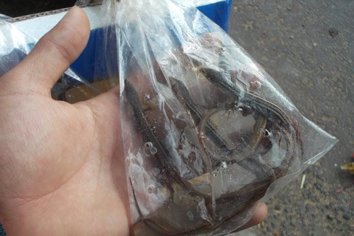 Lạ lùng chợ côn trùng chỉ rộng... 30m2