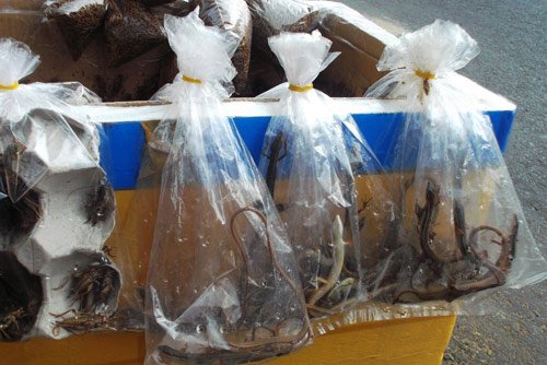 Lạ lùng chợ côn trùng chỉ rộng... 30m2