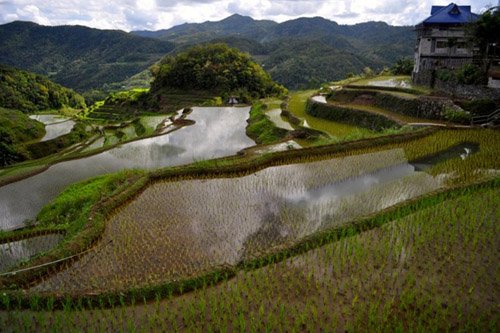 Ruộng bậc thang 2.000 năm tuổi ở Philippines