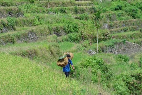 Ruộng bậc thang 2.000 năm tuổi ở Philippines