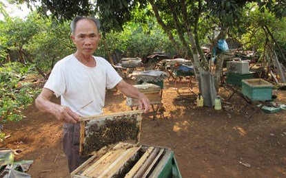U70 kiếm hàng trăm triệu mỗi năm nhờ nuôi ong