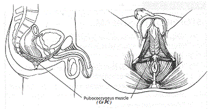 Hướng dẫn tập bài tập Kegel cho nam giới