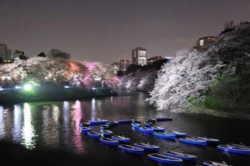 10 địa điểm ngắm hoa anh đào đẹp nhất thế giới