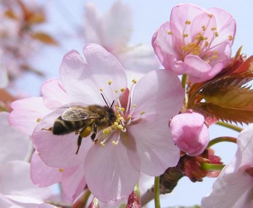 10 địa điểm ngắm hoa anh đào đẹp nhất thế giới