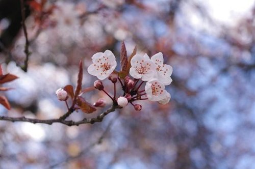 10 địa điểm ngắm hoa anh đào đẹp nhất thế giới