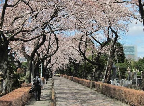 10 địa điểm ngắm hoa anh đào đẹp nhất thế giới