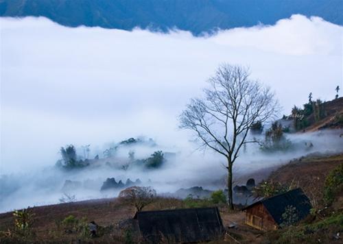 Lên SaPa săn "đặc sản" mây luồn