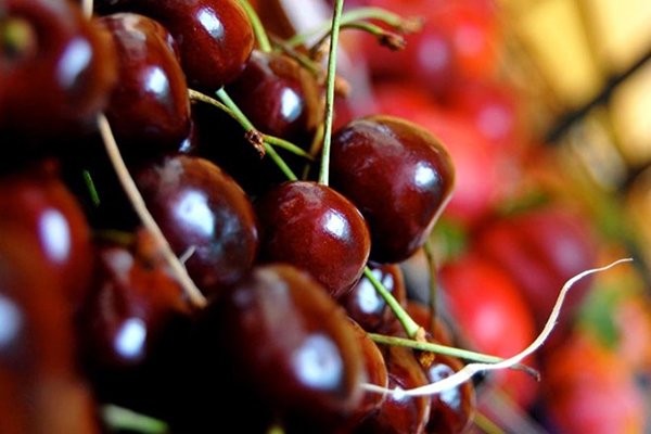 Australia đẩy mạnh xuất khẩu cherry sang các thị trường châu Á