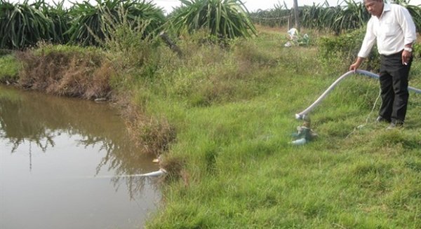 Cây thanh long trên chảo lửa