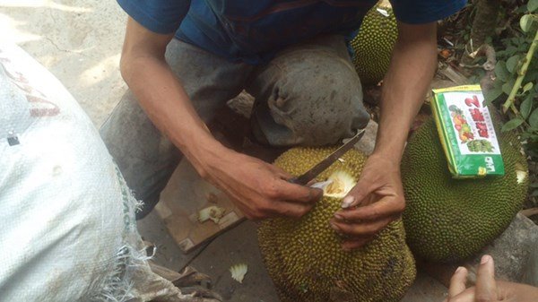 Đổ hóa chất trực tiếp vào mít, ép chín siêu tốc