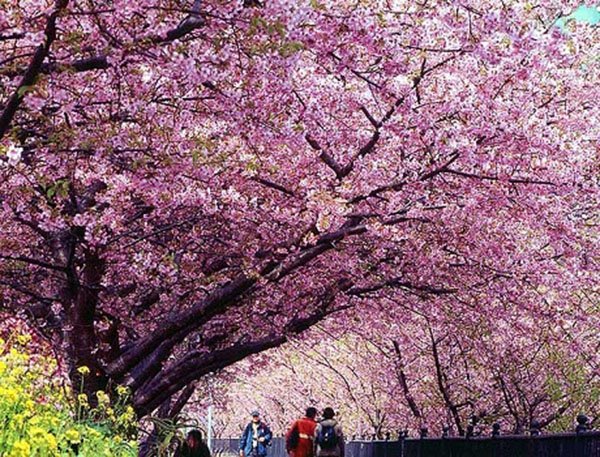 Rực rỡ sắc hoa anh đào khắp Nhật Bản