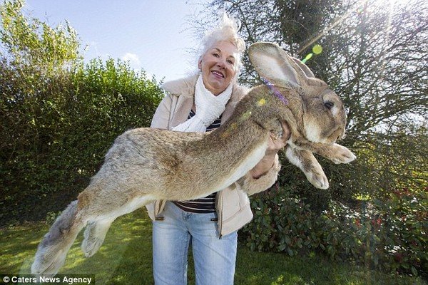 Chú thỏ khổng lồ mới ở tuổi nhi đồng nhưng đã dài hơn 1,1m 