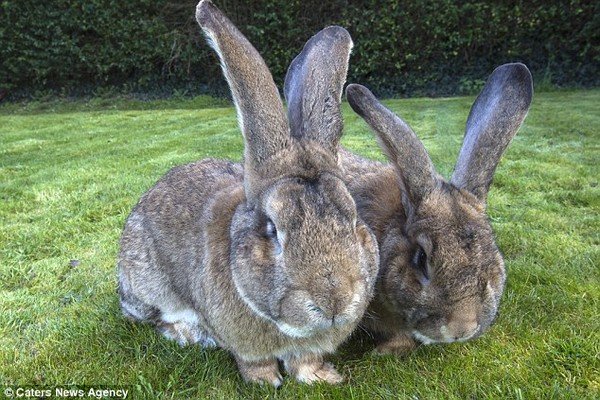 Chú thỏ khổng lồ mới ở tuổi nhi đồng nhưng đã dài hơn 1,1m 