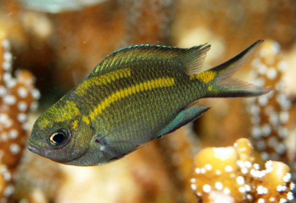 Phát hiện khả năng thay đổi giới tính cá con ở loài cá san hô 