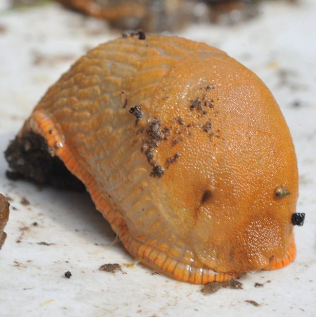 Kì lạ loài ốc sên ăn thịt ở Anh