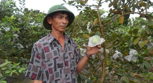 Ổi Thanh Hà rớt giá