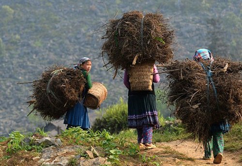 Cuộc sống đời thường của người dân Mèo Vạc trên báo Tây