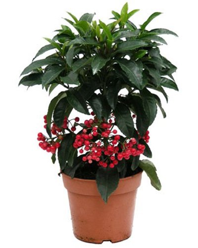 Các vật dụng bài trí mang lại may mắn trong phòng làm việc