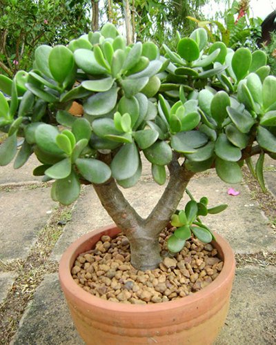 Các vật dụng bài trí mang lại may mắn trong phòng làm việc