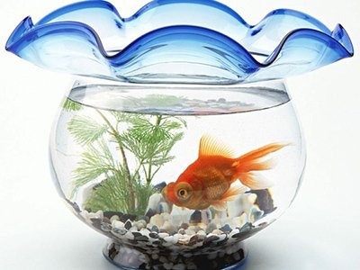 Các vật dụng bài trí mang lại may mắn trong phòng làm việc