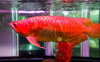 Các vật dụng bài trí mang lại may mắn trong phòng làm việc