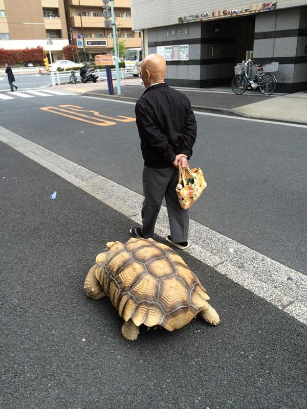 Người đàn ông dắt rùa khổng lồ đi dạo khắp Tokyo