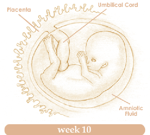 Mang thi tuần thứ 10 và sự phát triển của thai kỳ