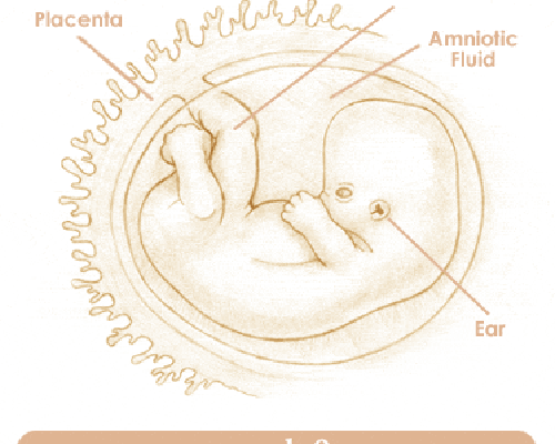 Mang thai tuần thứ 9 và sự phát triển của thai kỳ