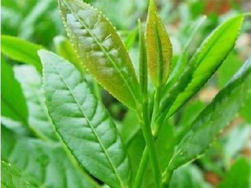 Tìm hiểu khả năng ngừa ung thư của trà, cà phê