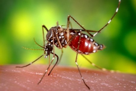 Tại sao muỗi lại cực "kết" bạn?