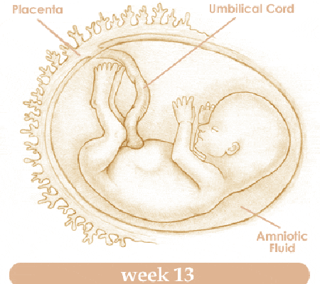 Mang thai tuần thứ 13 và sự phát triển của thai kỳ