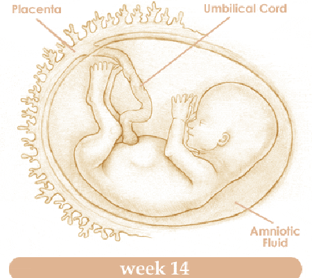 Mang thai tuần thứ 14 và sự phát triển của thai kỳ