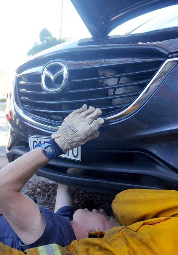 Chú vẹt gặp sự cố hy hữu khi mắc kẹt trong lưới tản nhiệt