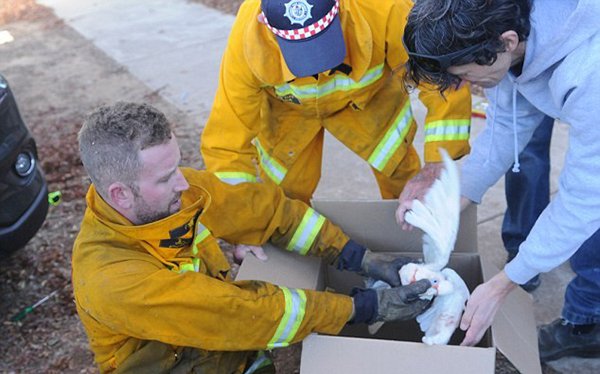 Chú vẹt gặp sự cố hy hữu khi mắc kẹt trong lưới tản nhiệt