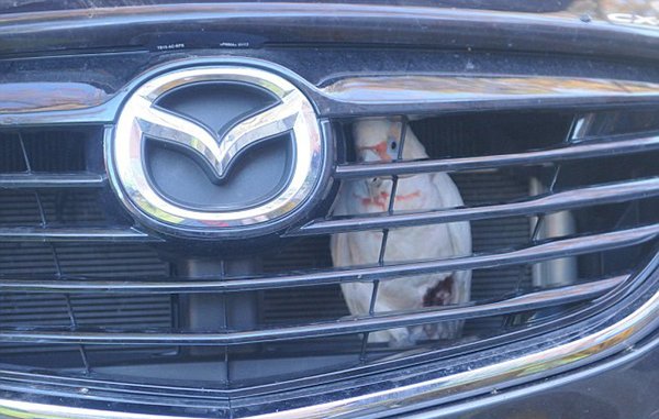 Chú vẹt gặp sự cố hy hữu khi mắc kẹt trong lưới tản nhiệt