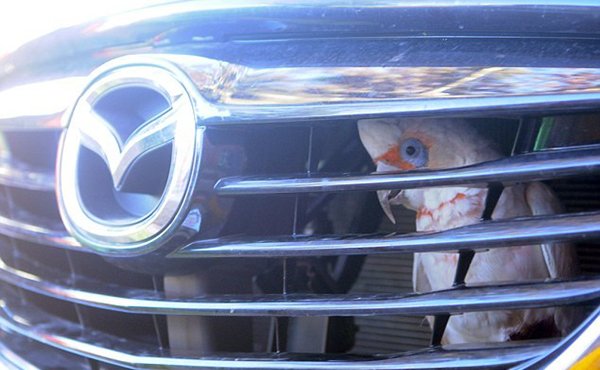 Chú vẹt gặp sự cố hy hữu khi mắc kẹt trong lưới tản nhiệt