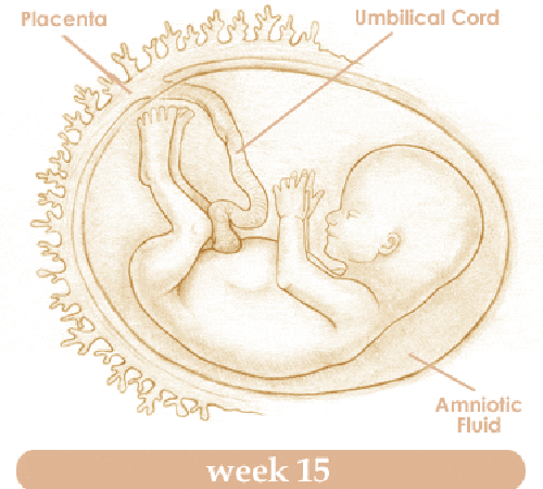 Mang thai tuần thứ 15 và sự phát triển của thai kỳ