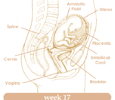 Mang thai tuần thứ 17 và sự phát triển của thai kỳ